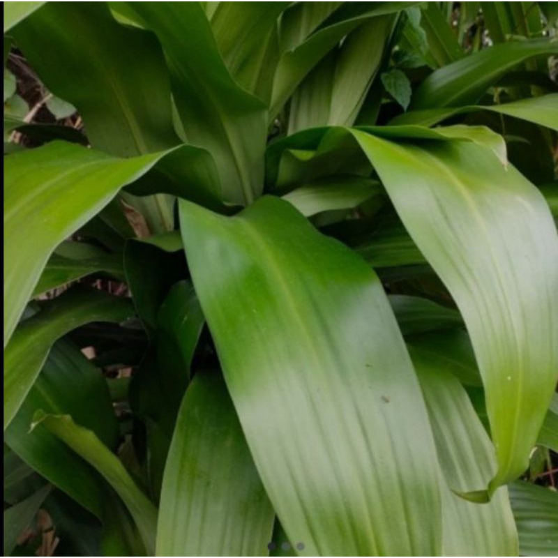 

Daun hanjuang segar fresh 50 lembar