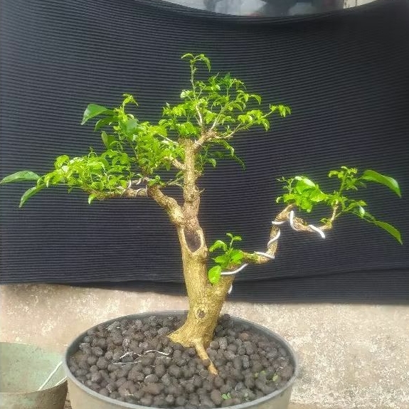 bahan bonsai kemuning lokal berkarakter
