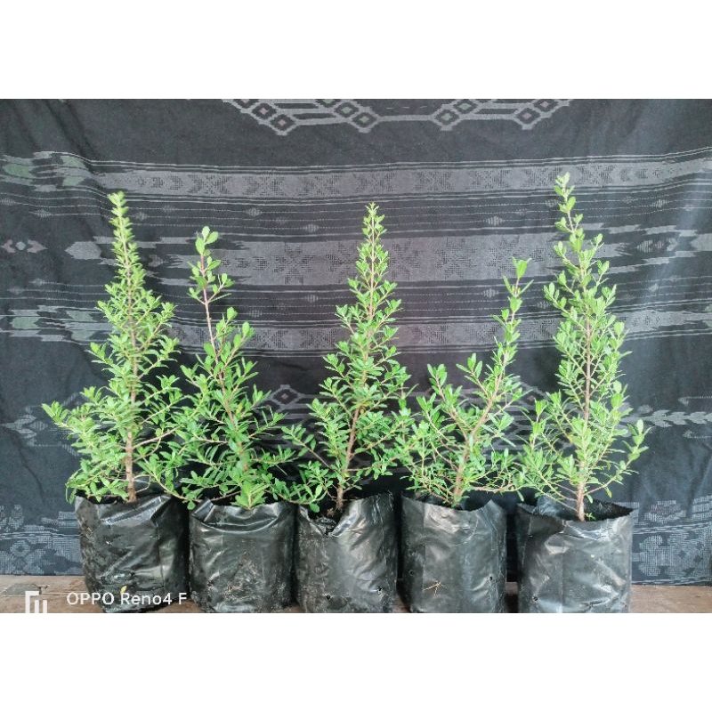 BIBIT SANTIGI KARANG VARIAN MAWAR 11POHON