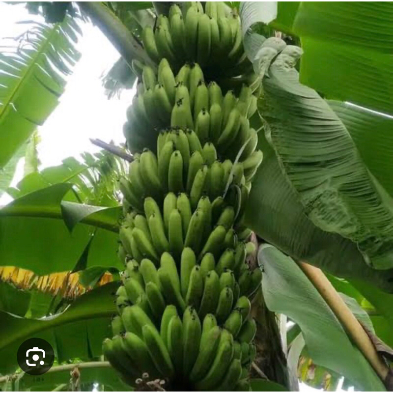 

satu pohon bibit pisang raja sajen super/bibit pisang rojo sajen