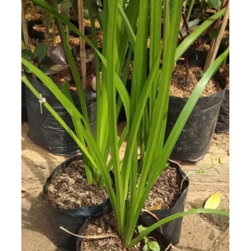 Bibit delingo/tanaman jaringao/benih delingo jaringao