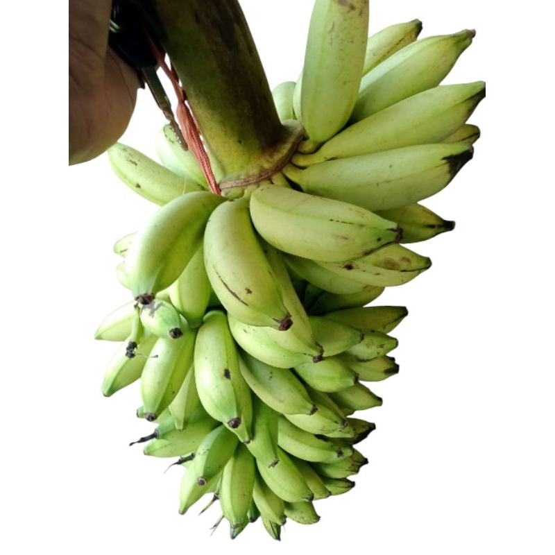 

pisang 1 batang utuh