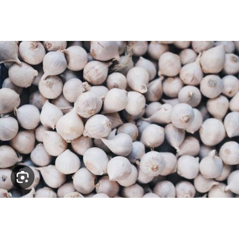 

BAWANG PUTIH TUNGGAL