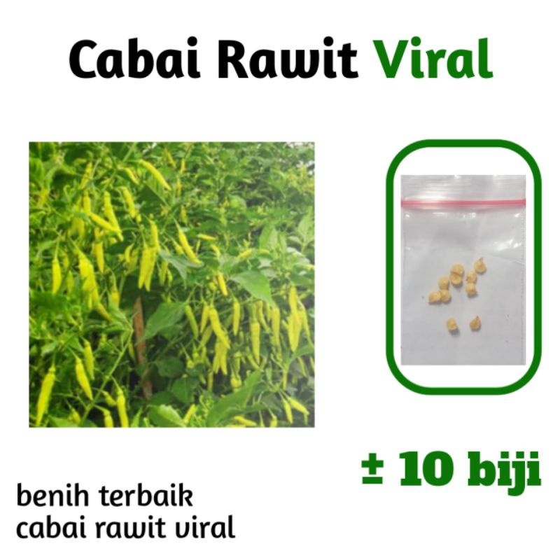 

Benih Cabe Rawit Viral Isi ±10 Biji Viral Cayenne Pepper Seeds