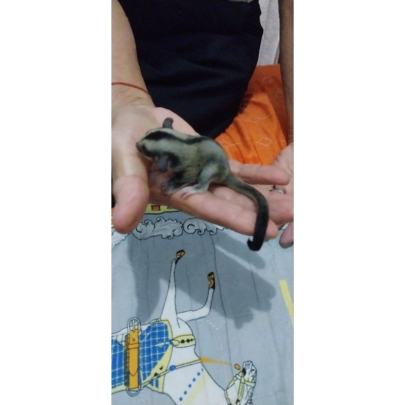 Sugar Glider joy betina