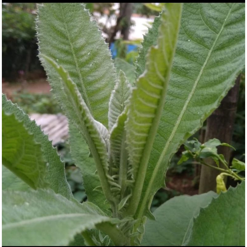

Daun sembung segar 250 gram