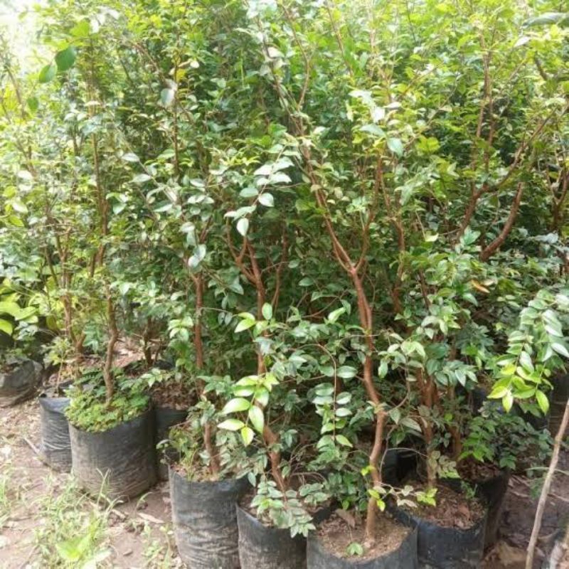 Bibit Anggur Pohon Brazil 1 Meter Up Siap Berbuah