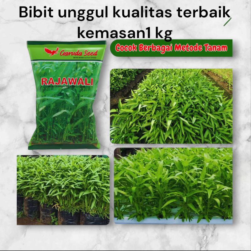 

Benih Bibit Kangkung Unggul Rajawali 1 kg Garuda Seed Kemasan Original Pabrik