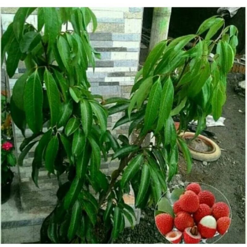 bibit buah leci merah super unggul