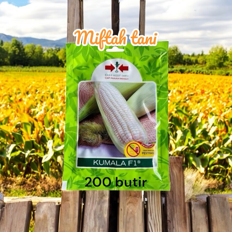 BENIH JAGUNG PULUT BIG KUMALA F1,BIBIT JAGUNG PULUT UNGGULAN, CAP PANAH MERAH