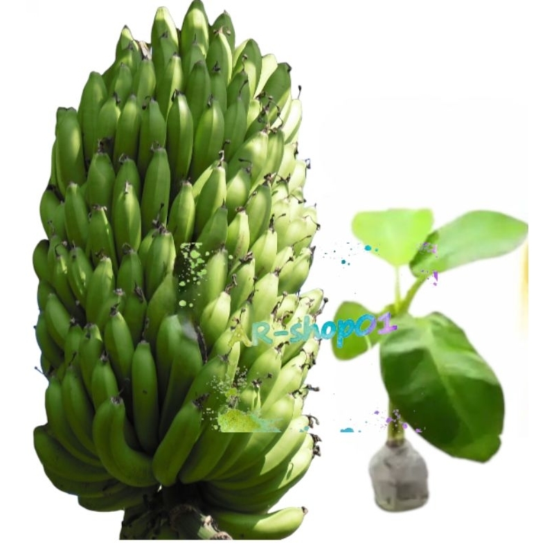 bibit pisang ambon super