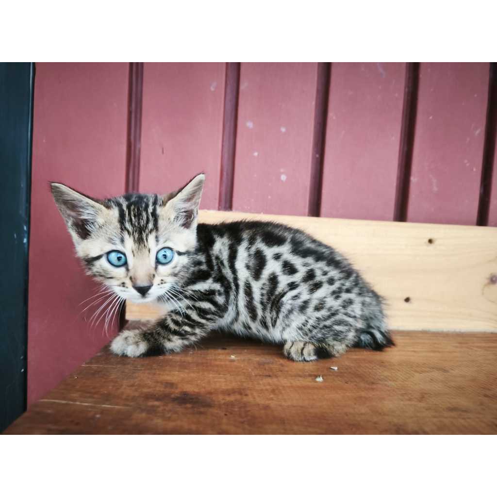 SOLD // Kucing Bengal - Kitten (betina_01)