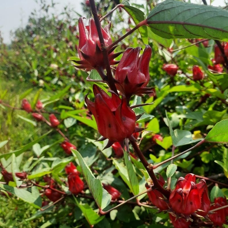 

bunga rosella kering 1kg paling murah dari petani langsung