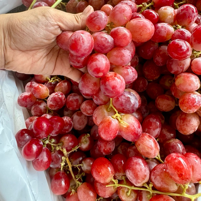 

Buah Anggur Red Globe Ausi 1kg