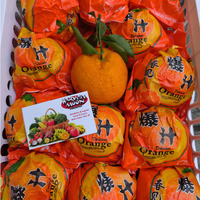 

HarvestMoon Jeruk Papagan Fortune Dekopon Per Dus