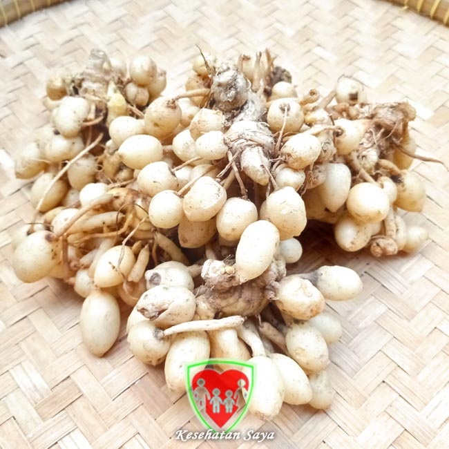 

Kunyit putih segar 1kg (temu putih/curcuma zedoaria)