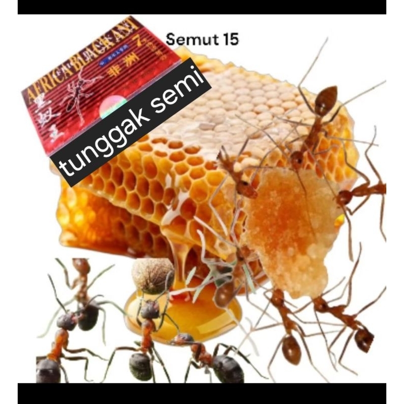 

sarang madu asli kemasan box isi 15sachet