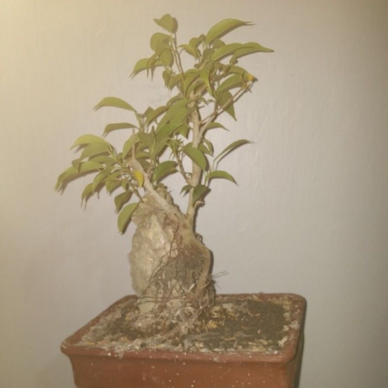 bonsai beringin arjuna
