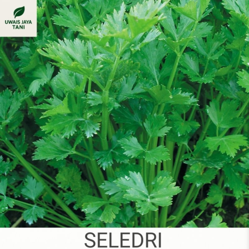 BENIH SELEDRI - REPACKING AROMA - BENIH SAYURAN