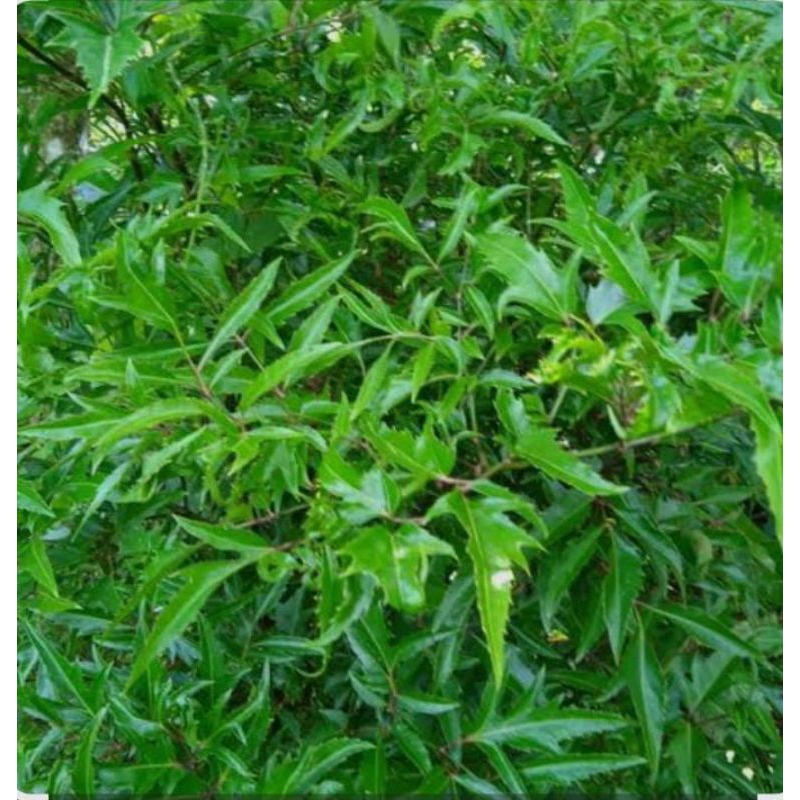 

daun Cikli segar obat herbal