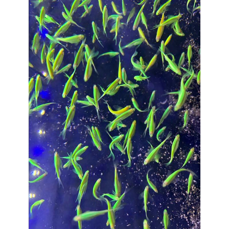 danio slayer hijau ikan hias aquarium aquascape