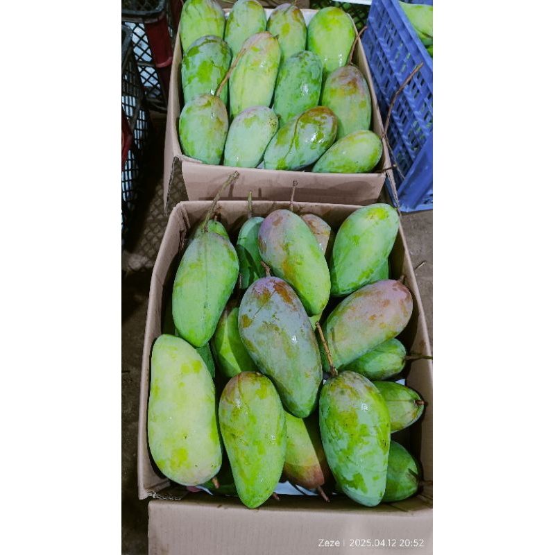 

Mangga Kiojay fresh