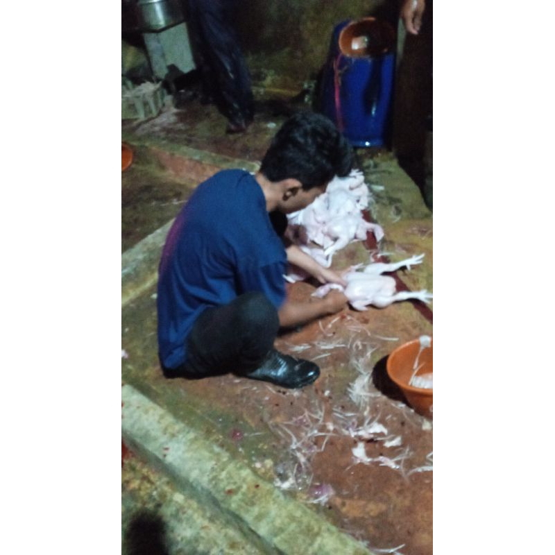 

daging ayam broiler dadakan