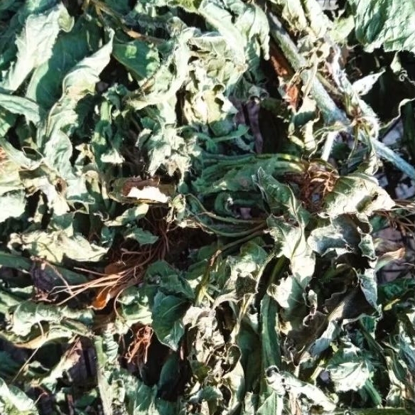 

Daun Tapak Liman Kering isi 1kg elephantopus scaber
