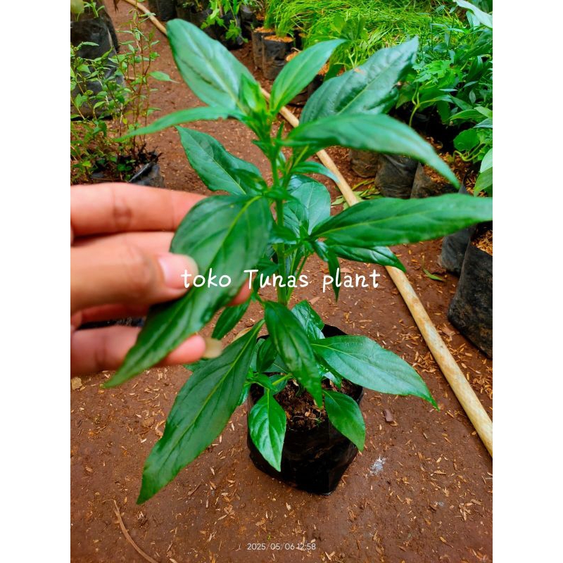 Bibit Pohon sambiloto/ tanaman sambiloto