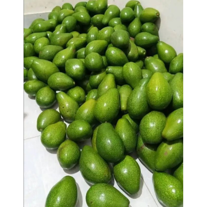 

Alpukat mentega mengkal