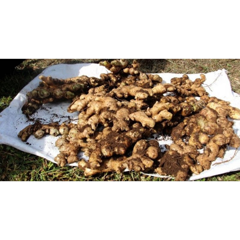 

( Hemat ) Jahe Emprit , Jahe Kecil 1kg