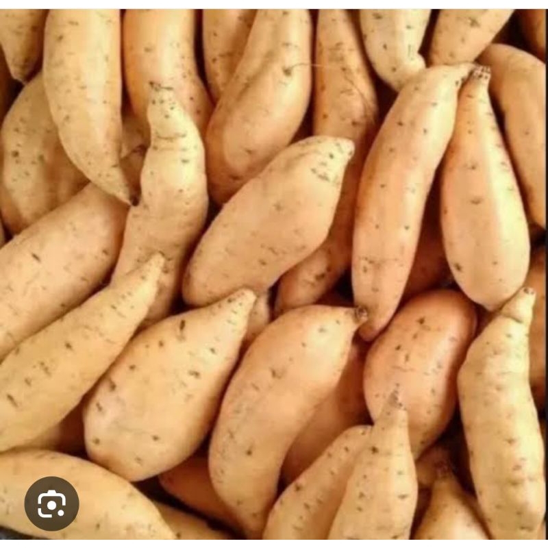 

UBI CILEMBU UKURAN BESAR /SUPER