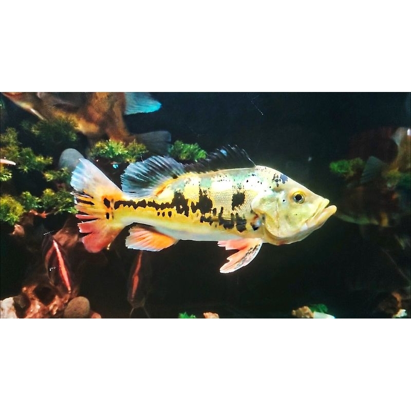 pbass monoculus ukuran -+33cm