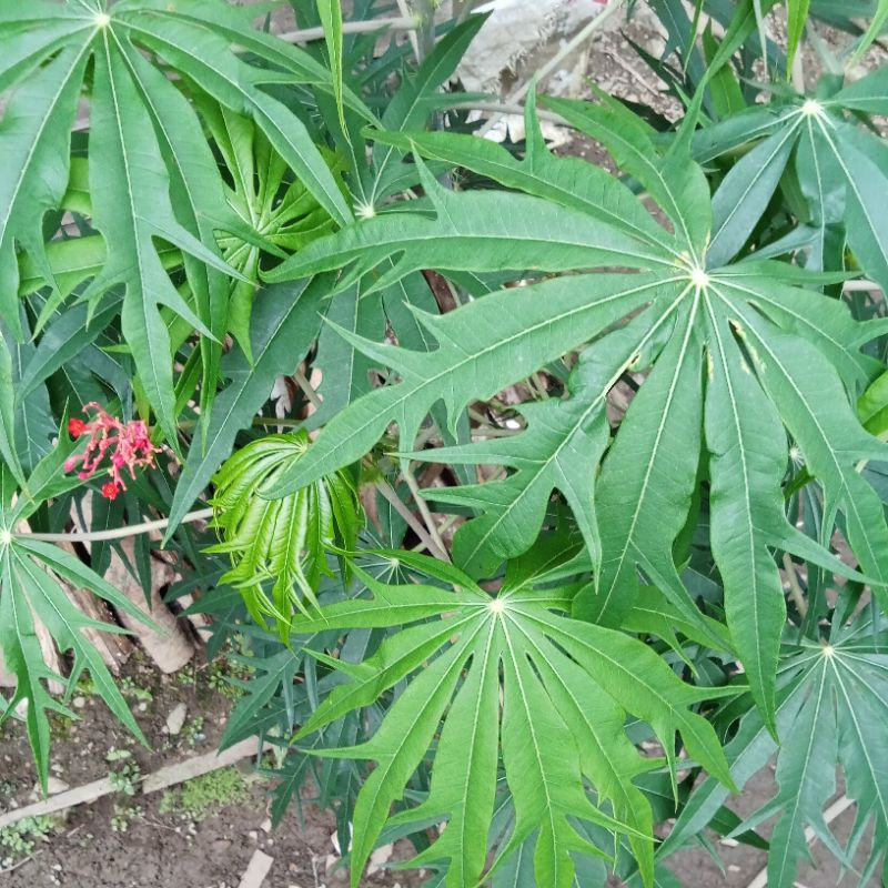 

100 g Jarak tintir Tangkai + Daun