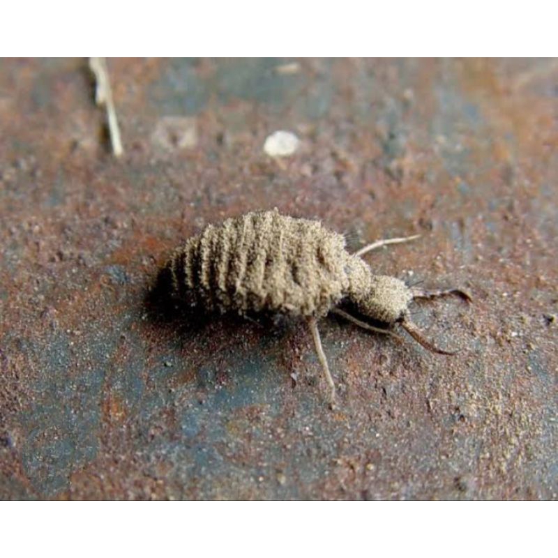 

paket 100 ekor tembukur/undur undur hidup,untk herbal