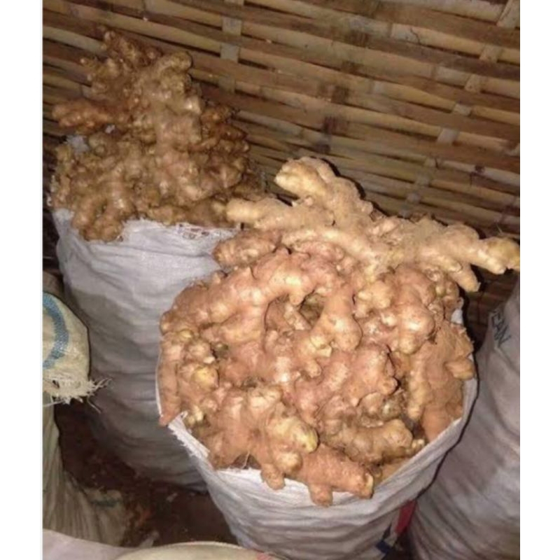 

jahe gajah segar 1 KG