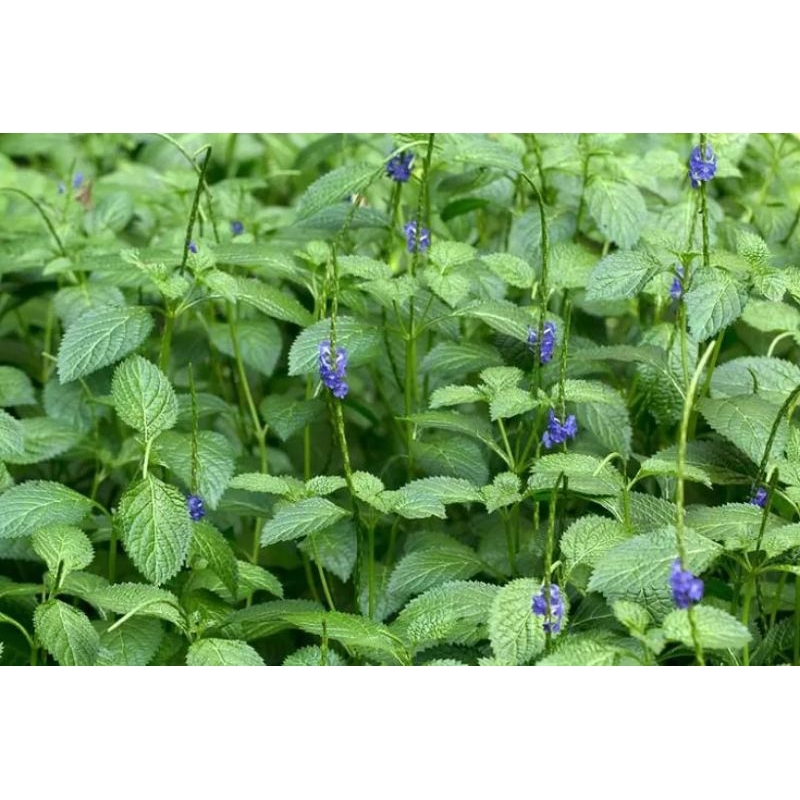 

DAUN JARONG/DAUN PECUT KUDAAA(BELI 4 GRATIS 1)