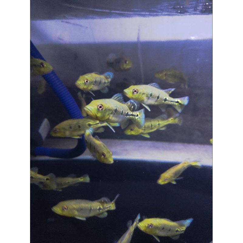 Pbass orinoco 4-5cm pure