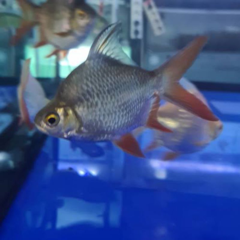 kaviat green sb king (6-8cm) ikan pembersih full pelet