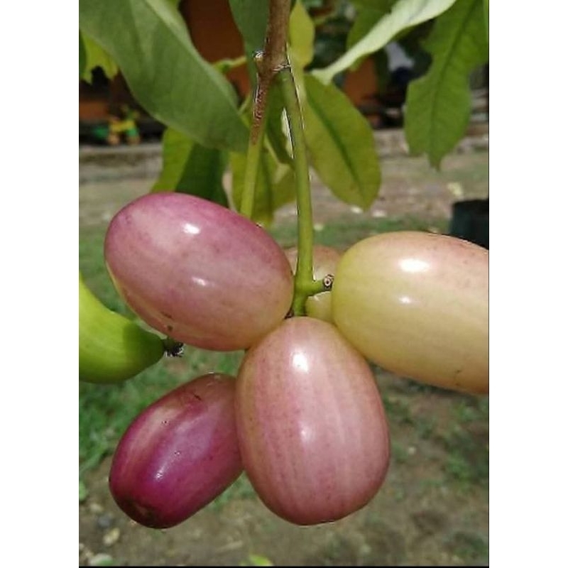 Bibit Juwet Putih Hasil Okulasi | Duwet Putih | Jamblang Putih