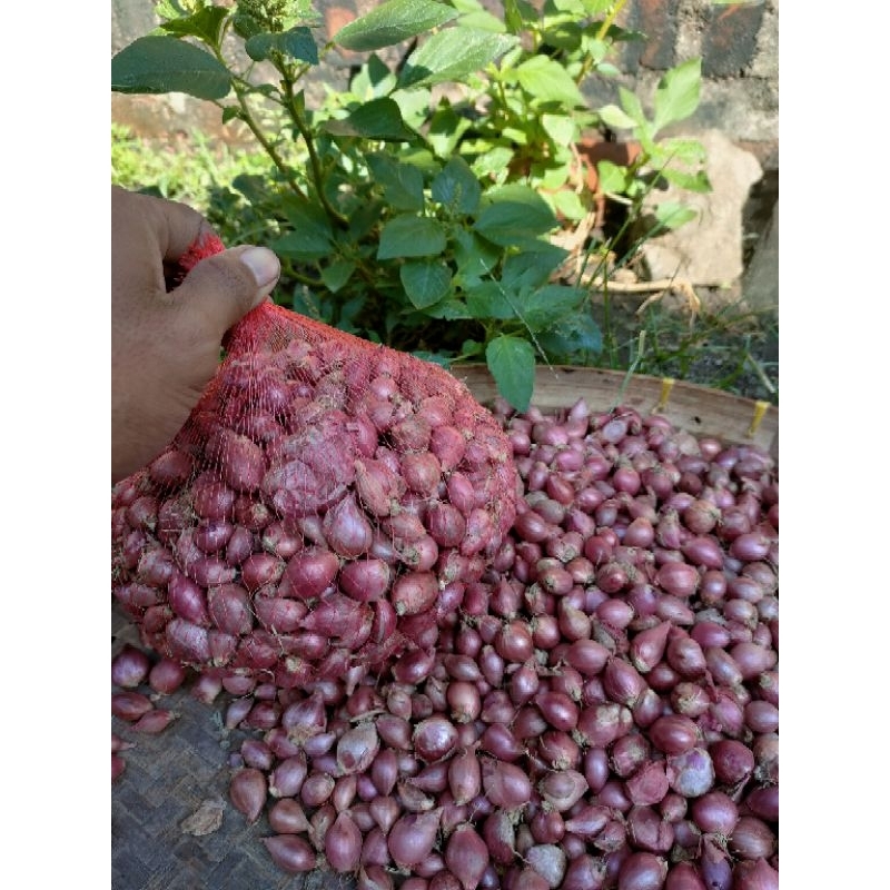 

BAWANG MERAH LOKAL 1KG (ukuran KECIL LEMBUT)