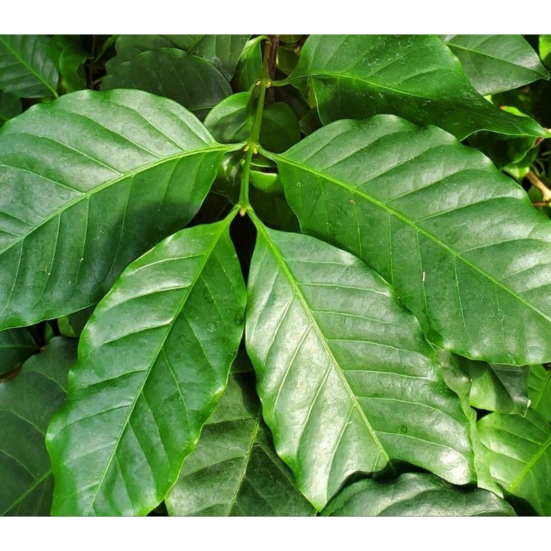 

Daun kopi segar daun kopi robusta/arabica organik 250 gram-az