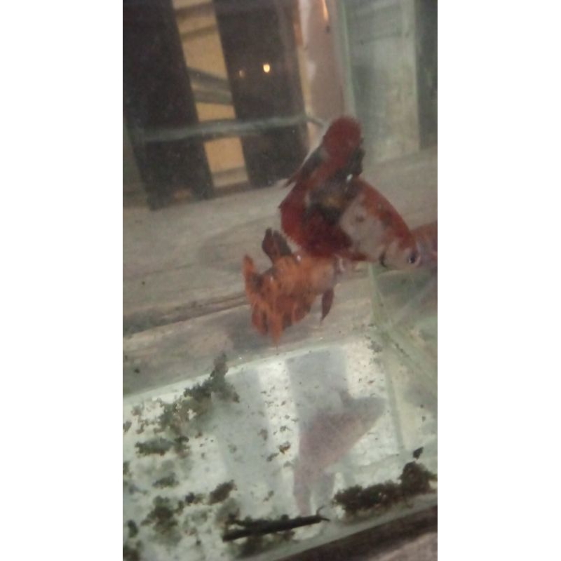 Ikan Cupang Plakat Indukan Siap Breeding