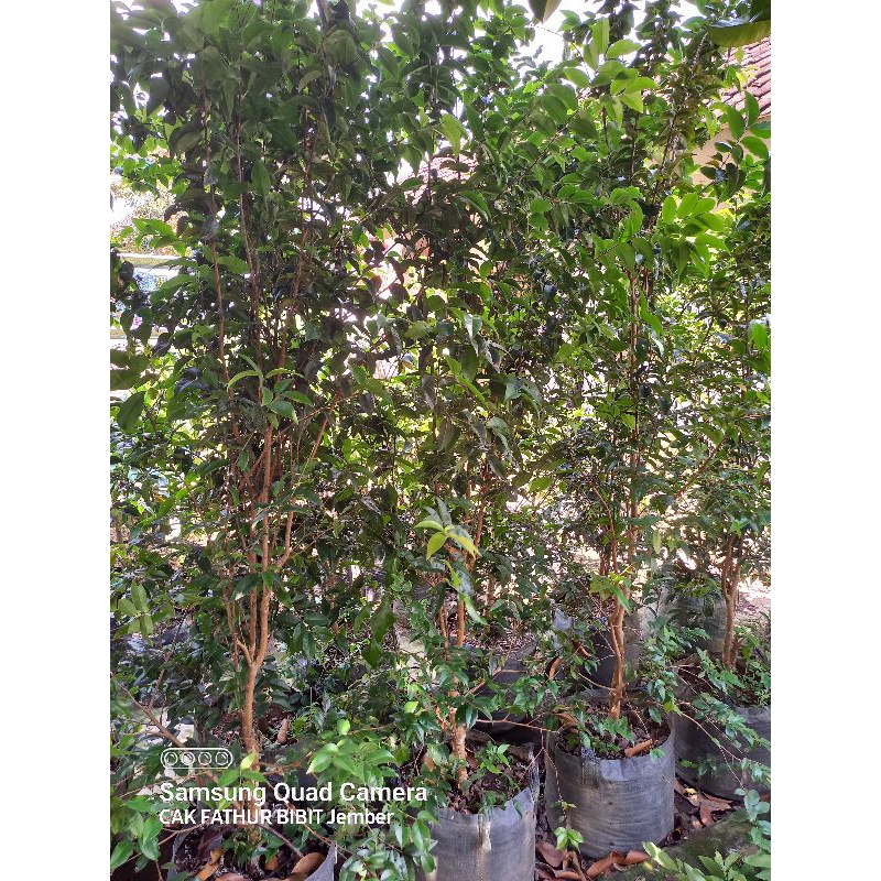 jaboticaba escarlate berbunga berbuah