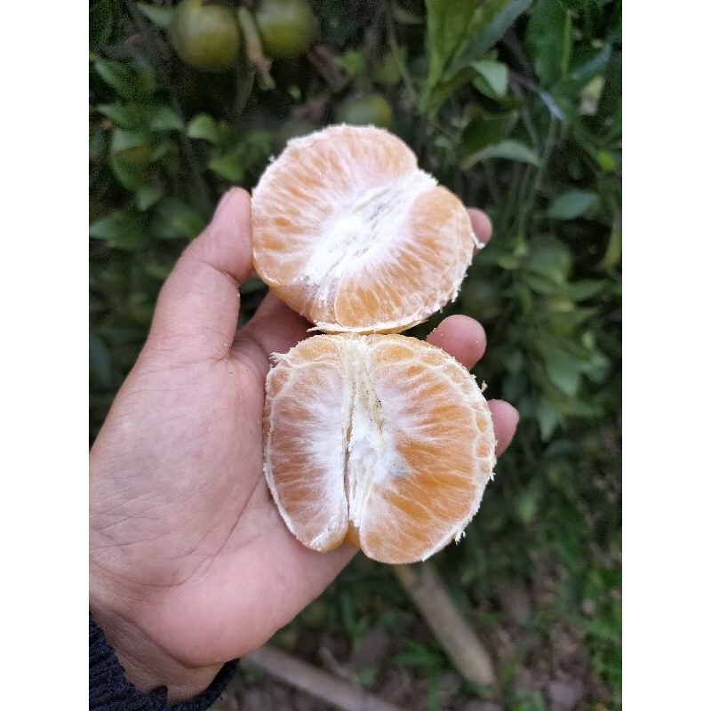 

Jeruk Manis/Jeruk Jember/Jeruk Semboro