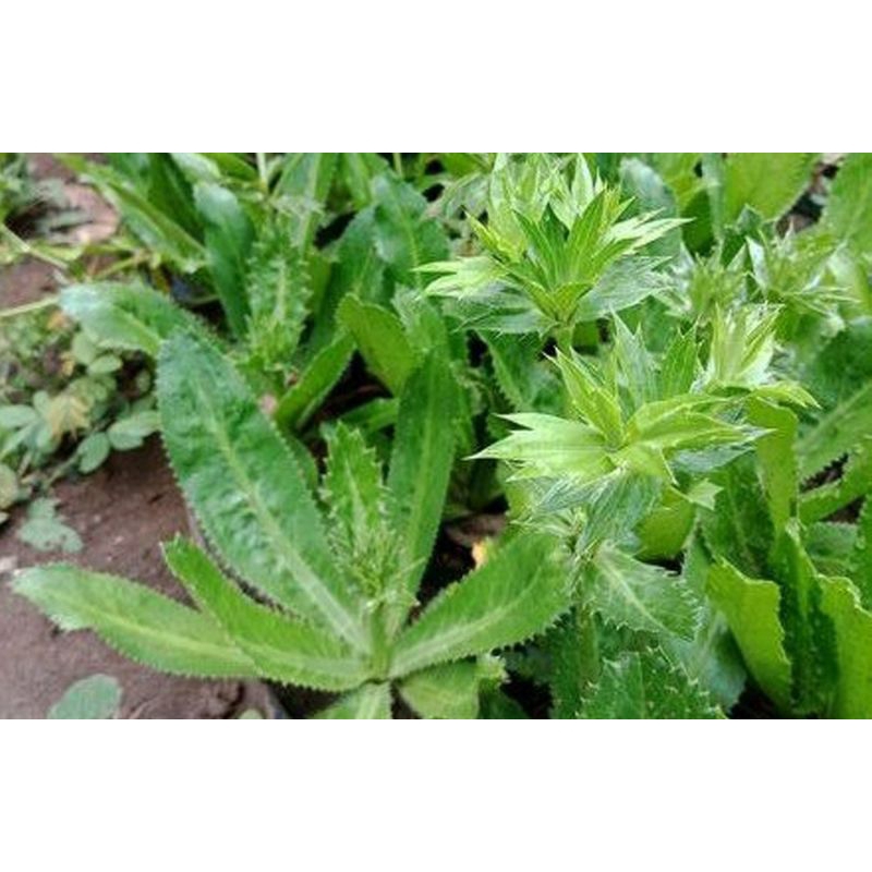 

Walang sangit tanaman herbal daun walang geni segar