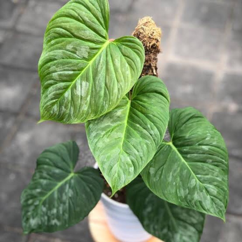 philodendron majestic