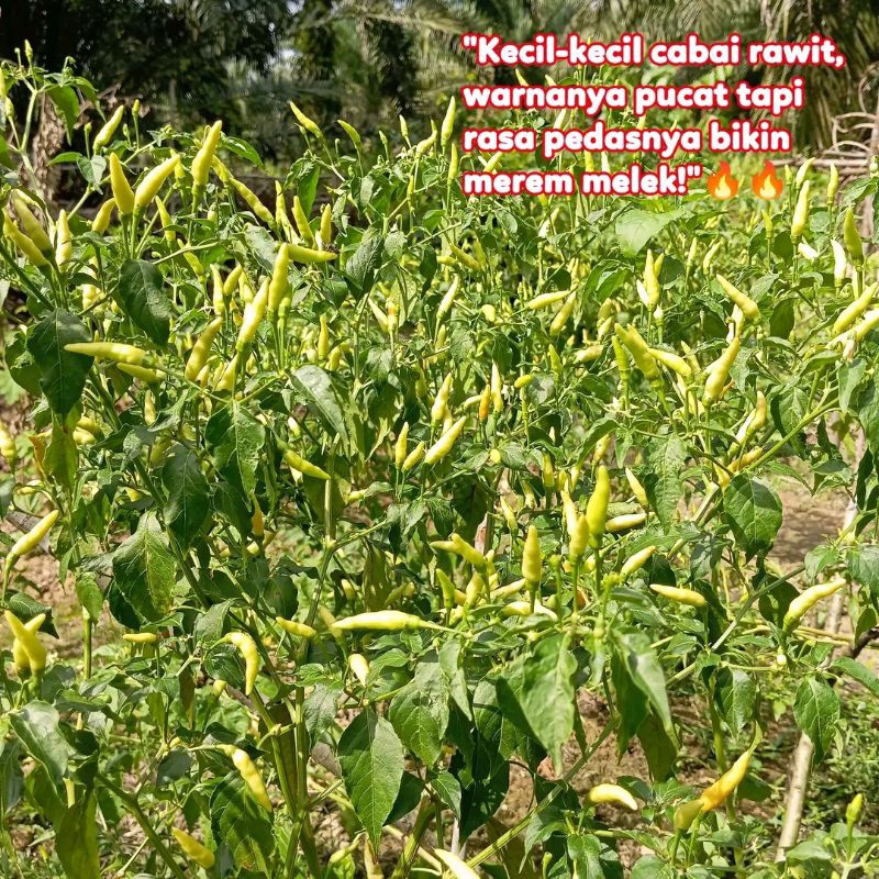 ID BIBIT TANAMAN LOMBOK RAWIT HIJAU SUPER JUMBO TANAMAN CABE RAWIT HIJAU SIAP TANAM