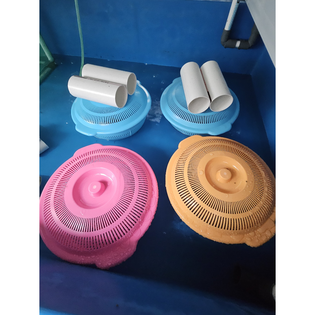 Box Pengeraman Indukan Lobster Air Tawar / LAT Gendong Telur / Telor