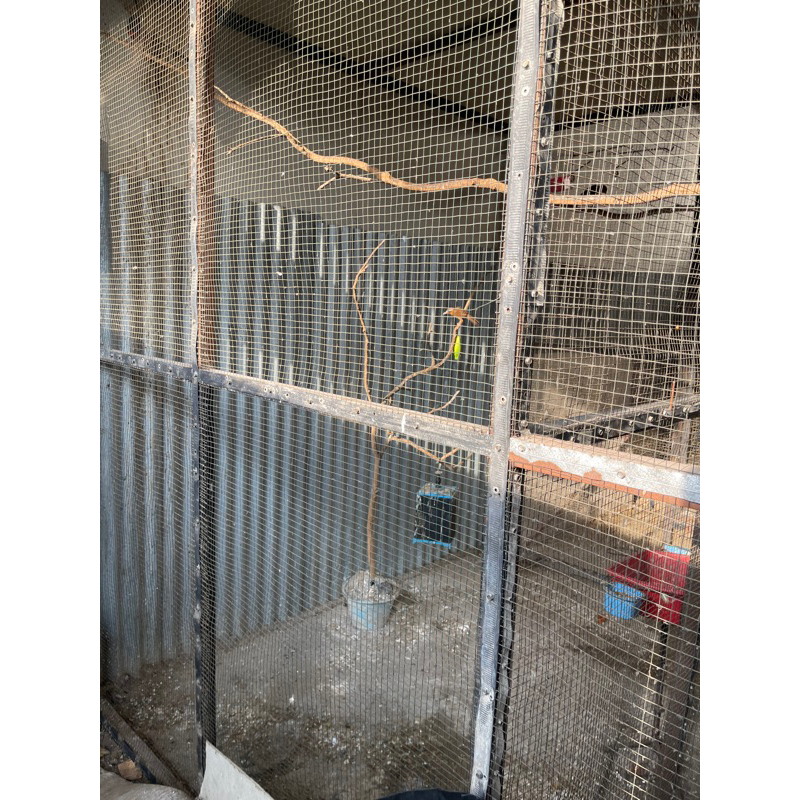 MAINAN WAMBI BESAR JANTAN BUNYI